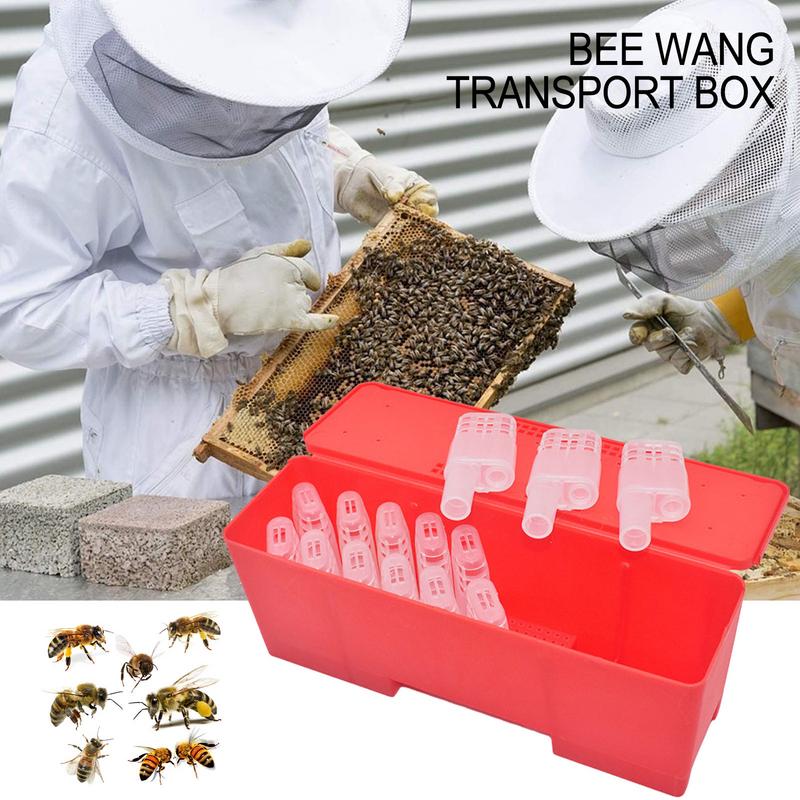 20pcs Queen Bee Isolator Transport Box